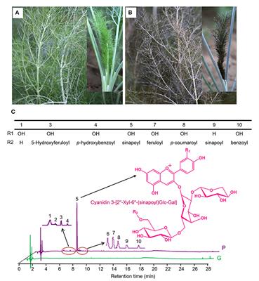 Integrated Transcriptomic and Metabolomic Analyses Reveal the Mechanisms Underlying Anthocyanin Coloration and Aroma Formation in Purple Fennel